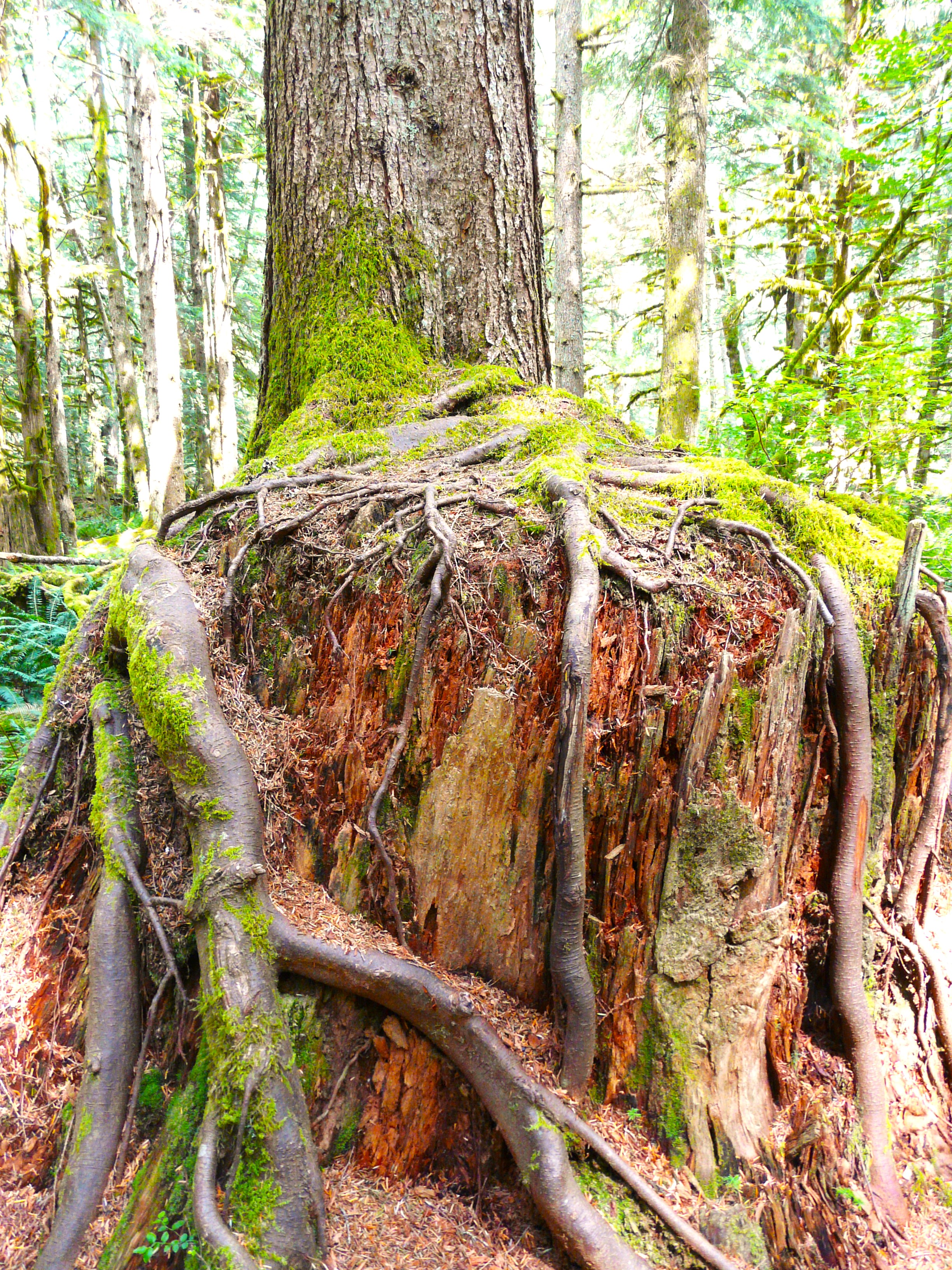 Why is Washington DNR Logging So Many Old, “Legacy” Forests? – Nick ...