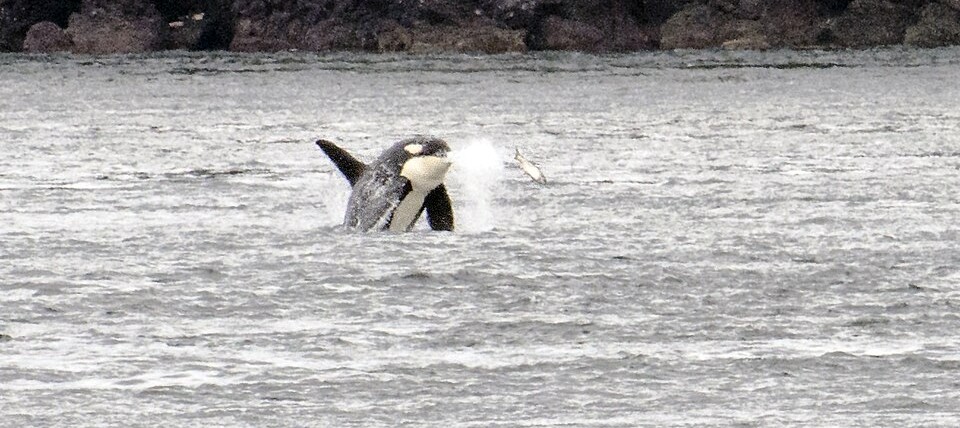 A Fight Over Fossil Fuel Exports in the Salish Sea