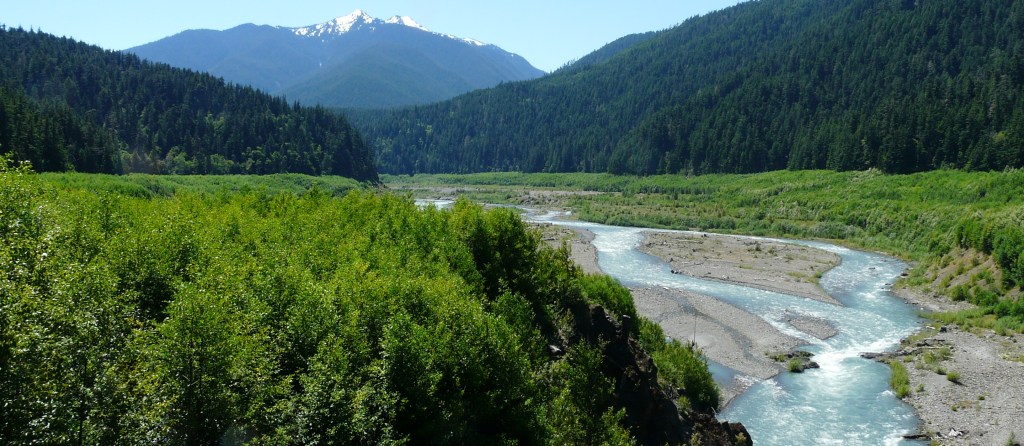 In Olympic National Park, a Restoration Project in Jeopardy